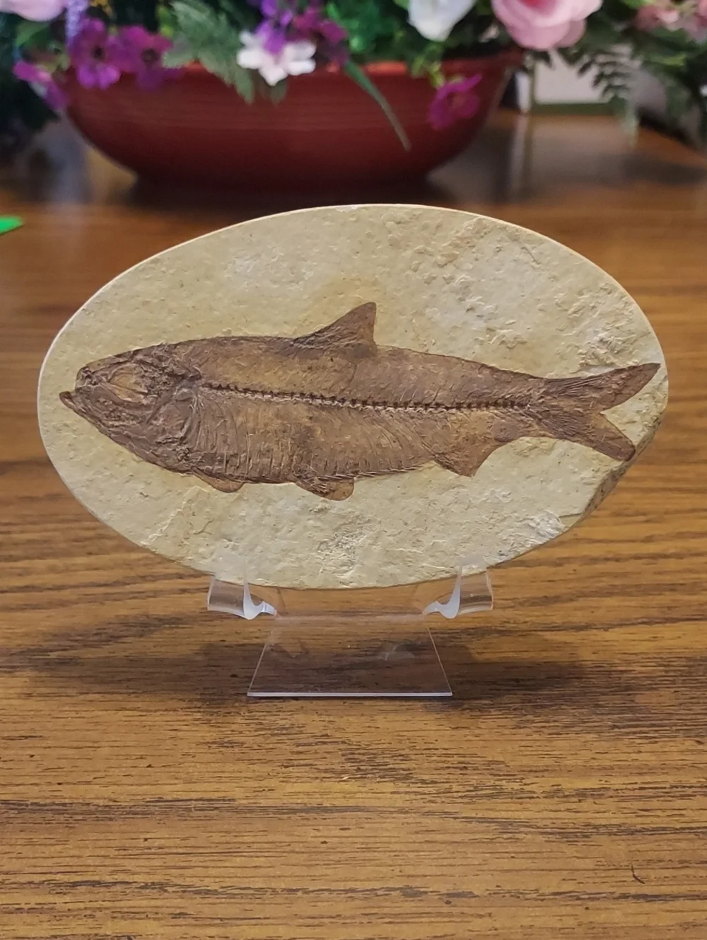 Fossil Fish knightia herring
